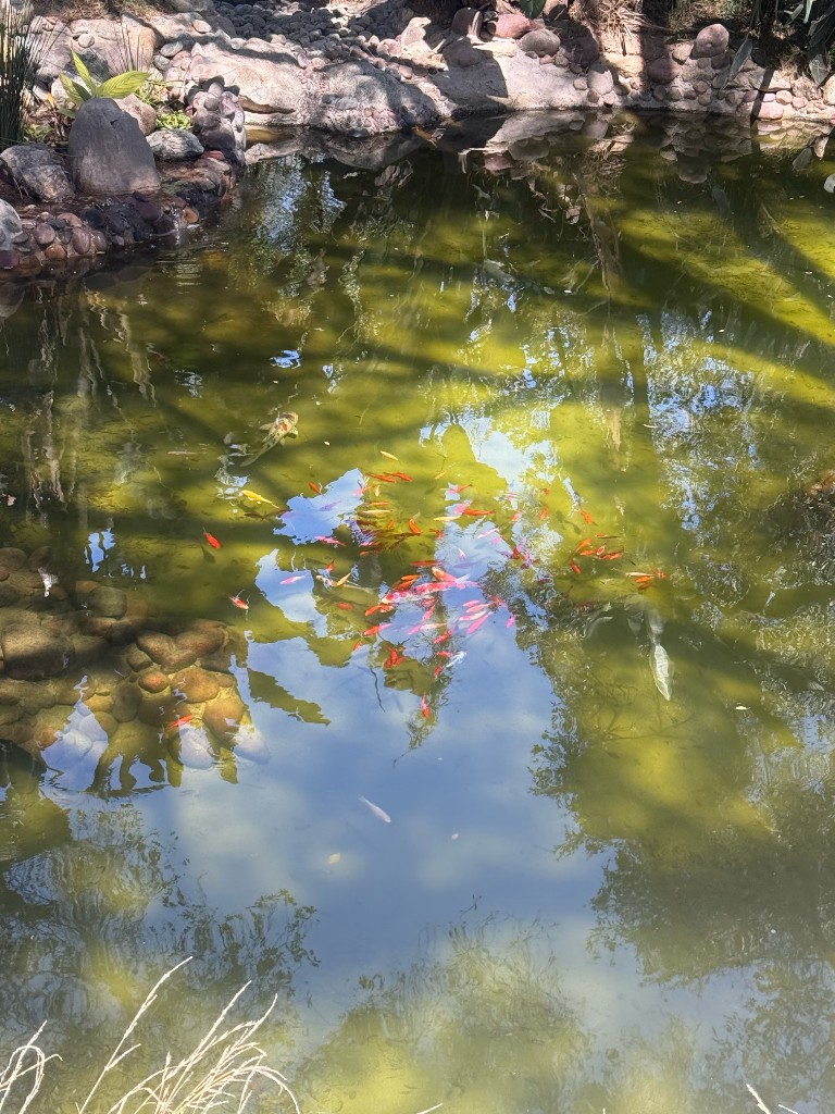 Pond maintenance